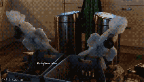 08-funny-gif-243-cockatoo-bird-parrot-mirror-scare