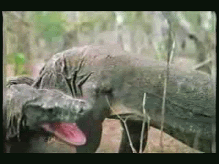 komododragonfight