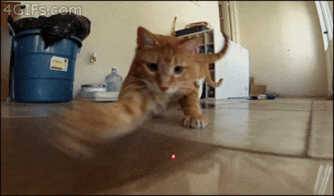orig-58fdbb7145337_cat-chasing-laser-pointer