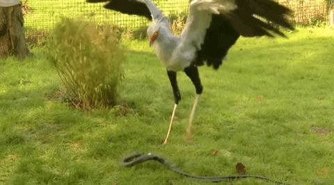 tumblr_o3bq8ighkn1v53vrbo1_500