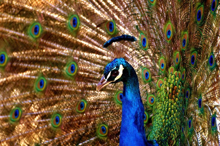 peacock-2479705