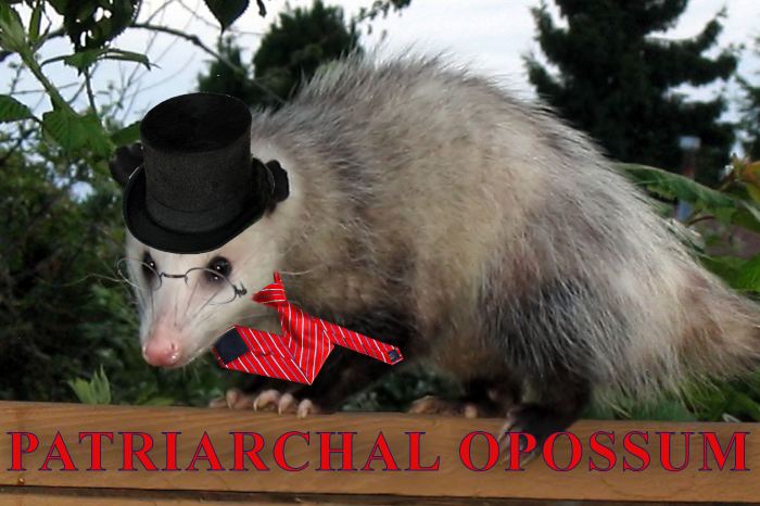 patriarchalopossum