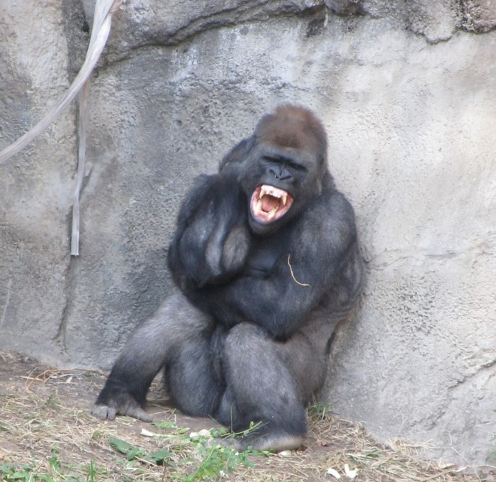 angry-gorilla-2114385_1280