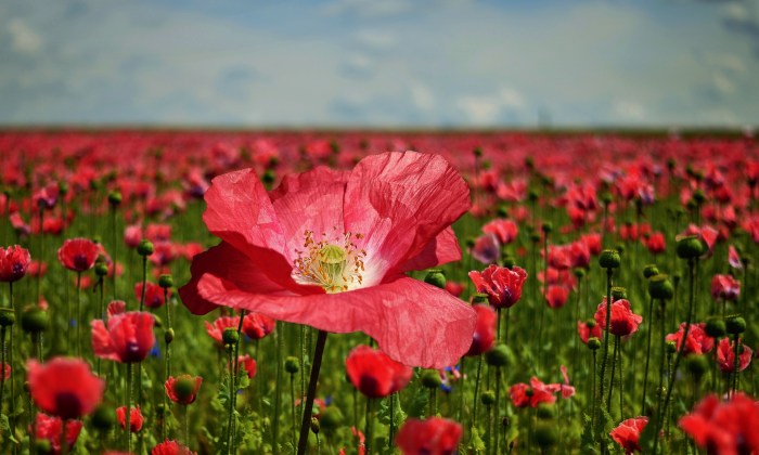 poppy-2447327_1920