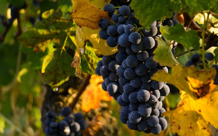 grapes-4290308_1920