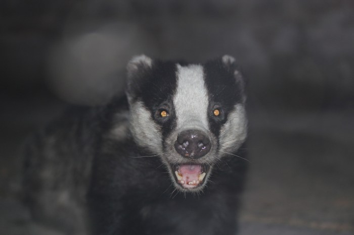 badger-4226520_1920