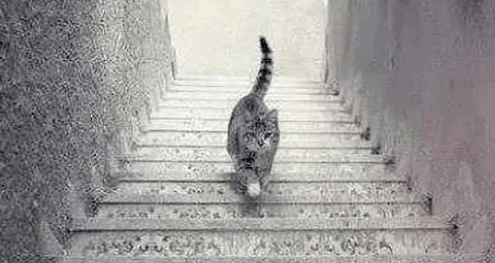 Screenshot_2020-07-01 No one on the internet can figure out whether this cat is going up or down these stairs