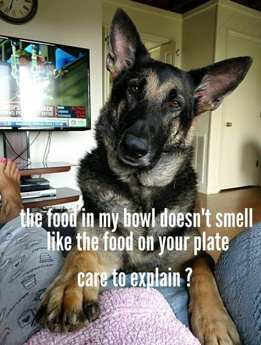food bowl