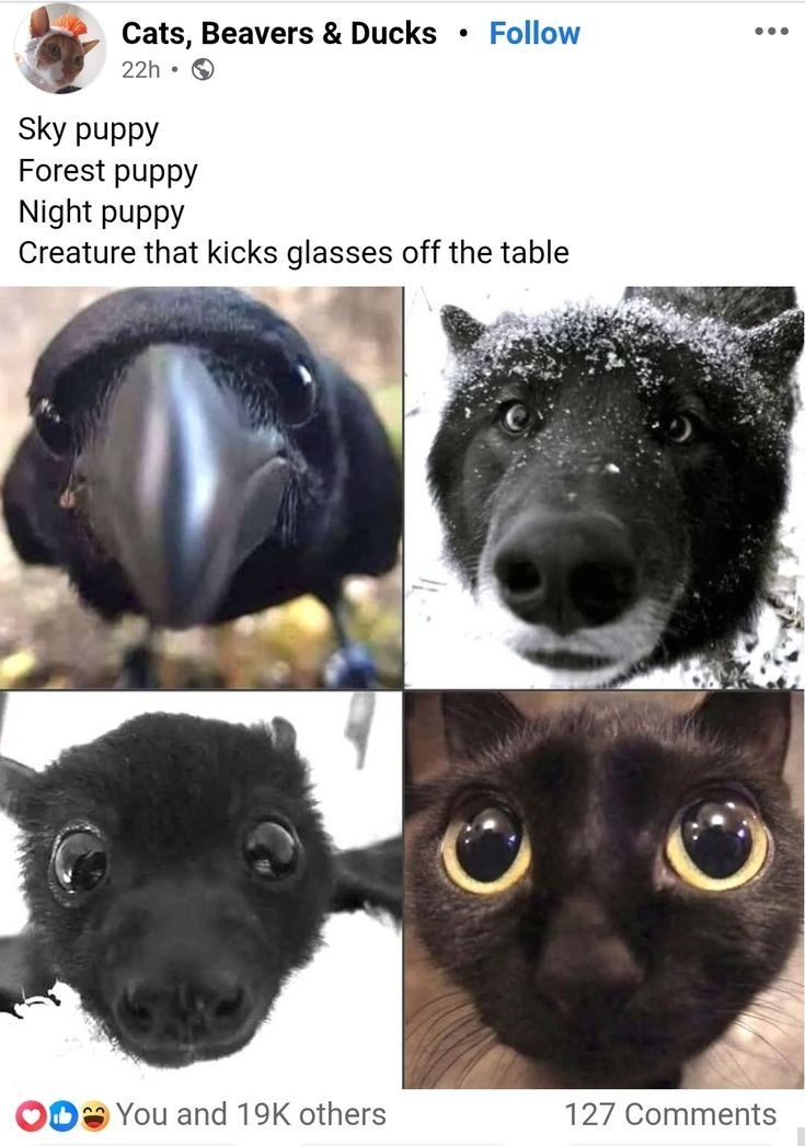 puppy