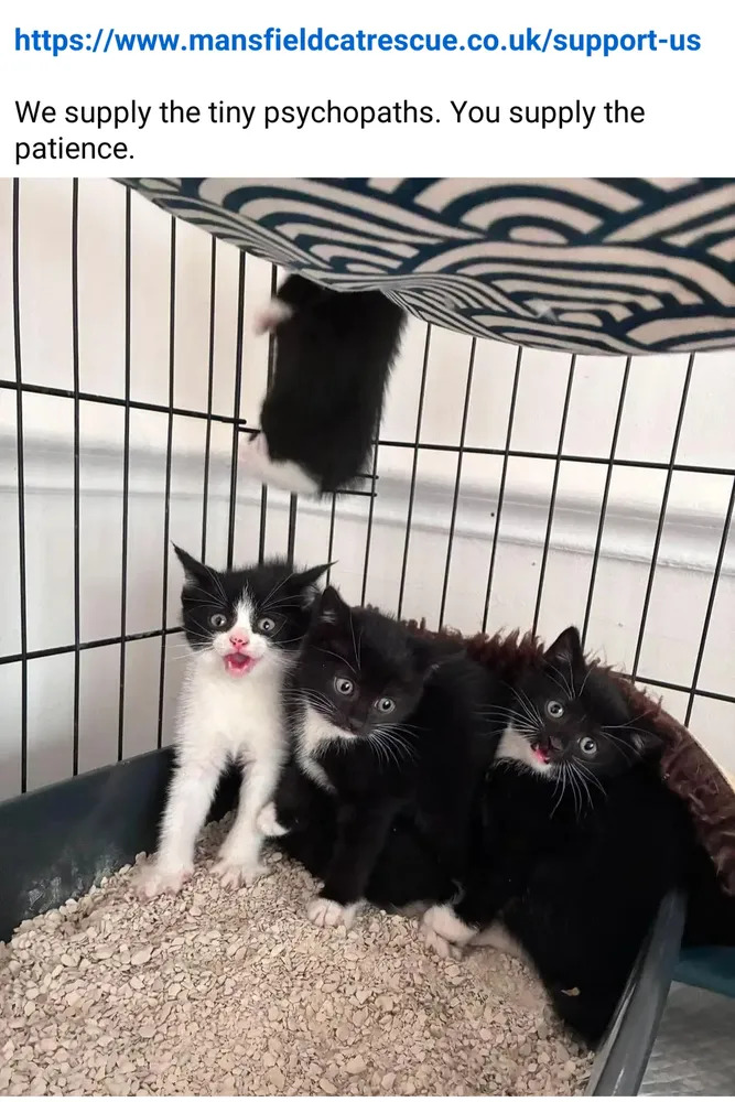 tiny psychopaths
