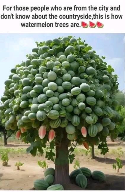 watermelon