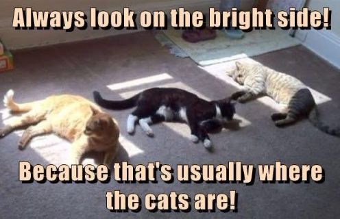 bright side cats kentuckiana