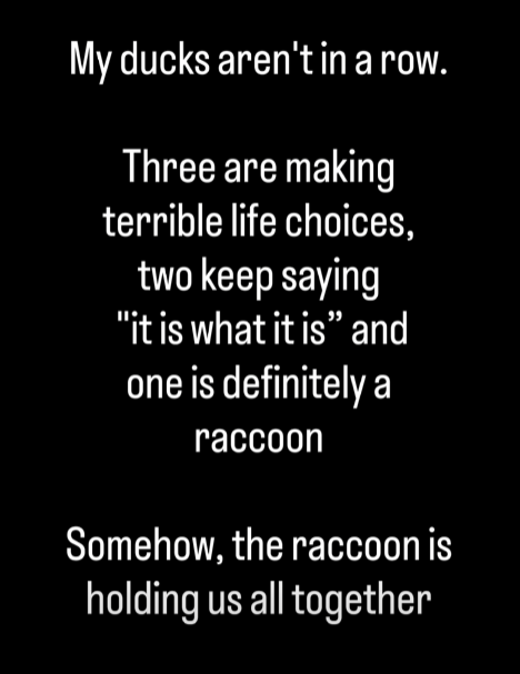 ducks raccoon