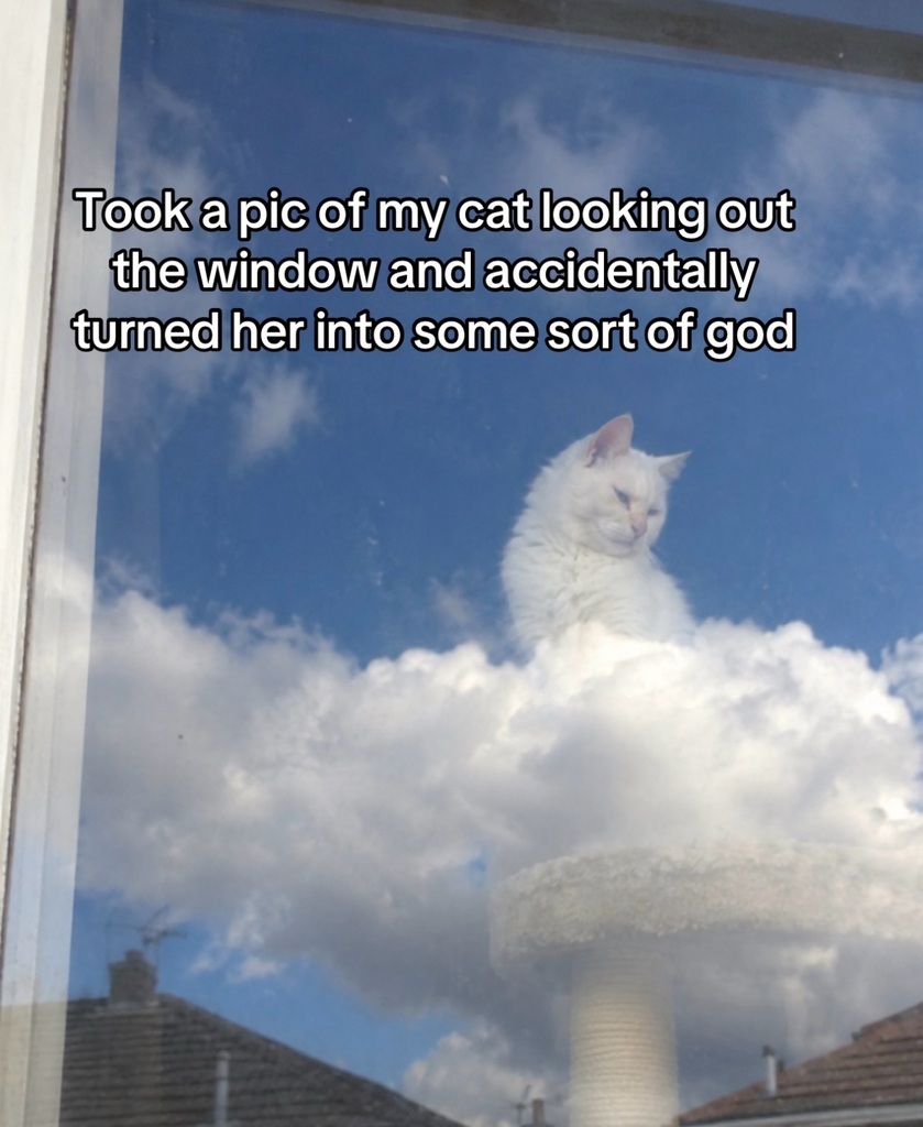 1958293015034339328