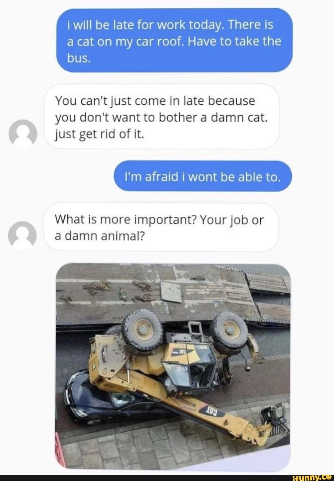 cat on car work