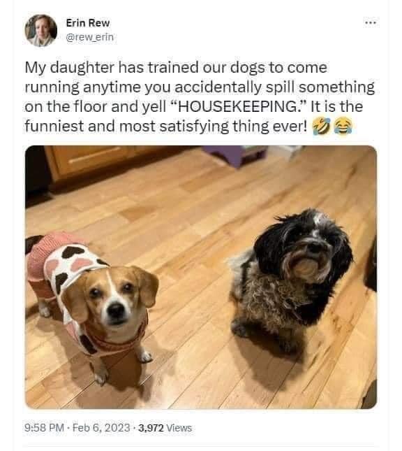 dogs housekeeping