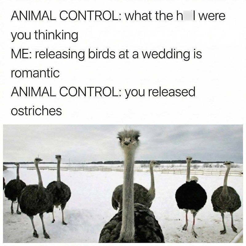 ostriches