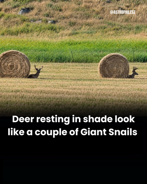 snails